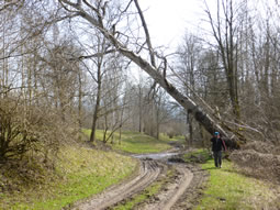 Ein abgestorbener Baum droht auf den Weg zu fallen