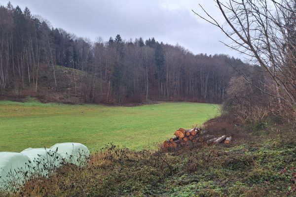 Diese landwirtschaftliche Fläche wird als Flutmulde dienen, in die das Wasser bei Hochwasser abfließen kann. Das Bild zeigt den Blick Richtung Westen.
