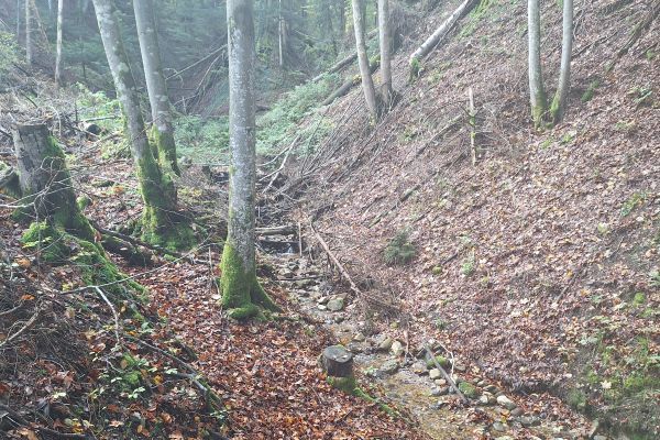 Der Schwaigergraben ist ein Zubringerbach zum Grundbach. Bei Hochwasser transportiert er häufig sehr viel Geschiebe und Totholz.