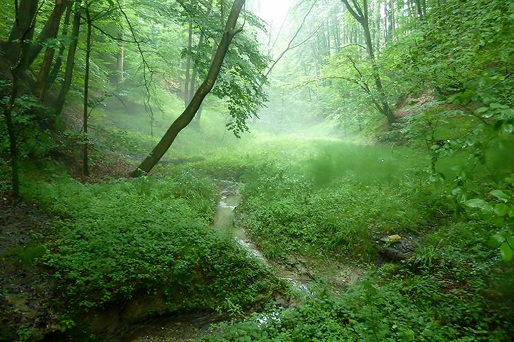 Der Burgerbach oberhalb der sanierten Sperre. Der Burgerbach oberhalb der sanierten Sperre.