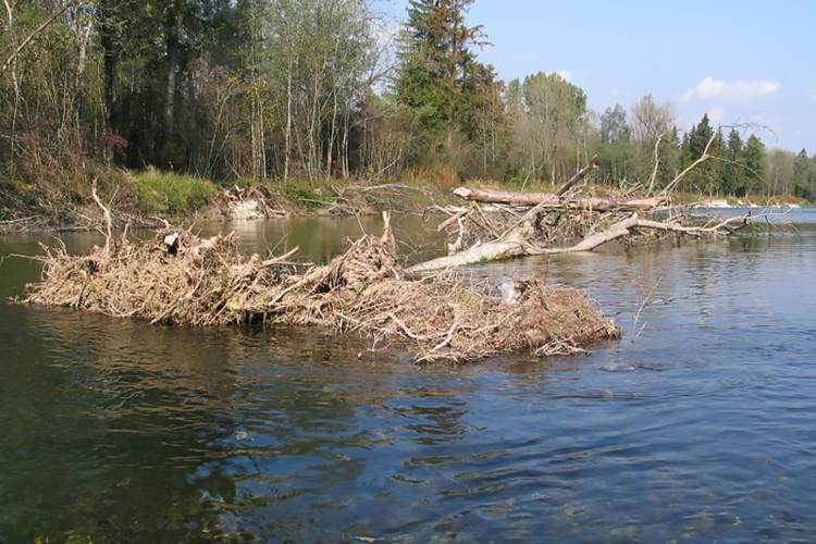 Schwemmholz im Wasser bietet Unterstand für Fische. Schwemmholz im Wasser bietet Unterstand für Fische.