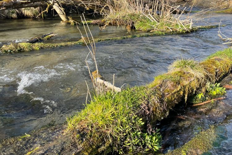 An vielen Stellen zeigt sich der Hirschbach bei Teisig in einem beinahe verwilderten Zustand. Diese ursprüngliche Natürlichkeit des Baches ist ökologisch wertvoll. Wir wollen sie auch an der Mündung in den Inn erreichen.