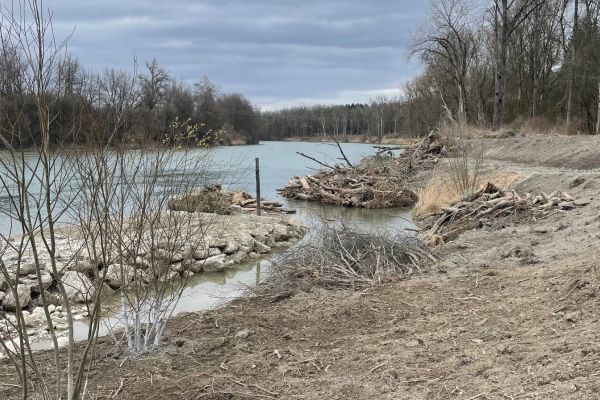 Der neu angelegte Umgehungsbach mündet ohne Hindernisse in den Inn. 