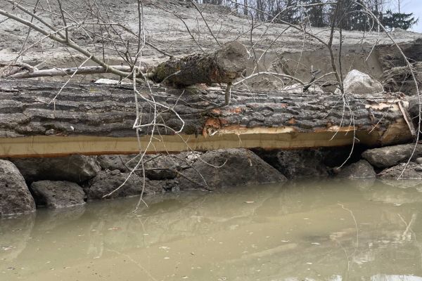 Neu gebaut ist im Umgehungsbach nun auch ein Unterstand für Fische. Hier sind sie sicher vor Fressfeinden und finden im Sommer auch Schutz vor zu viel Sonneneinstrahlung.