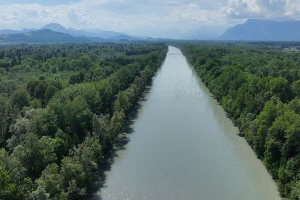 Die Drohnenaufnahme aus dem Jahr 2024 zeigt die begradigte Salzach im Freilassinger Becken, etwa auf Höhe Saaldorf-Surheim, Blick Richtung Süden. Auf einheitliche rund 100 Meter Breite wurde die Salzach kanalisiert. Nach und nach sind so sämtliche Strukturen wie Kiesbänke, Kolke oder Furten aus dem Fluss verschwunden. Bildunterschrift Bild 2