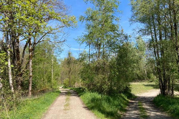 Der Weg durch den Auwald entlang der Salzach bei Tittmoning. Der Weg durch den Auwald entlang der Salzach bei Tittmoning.