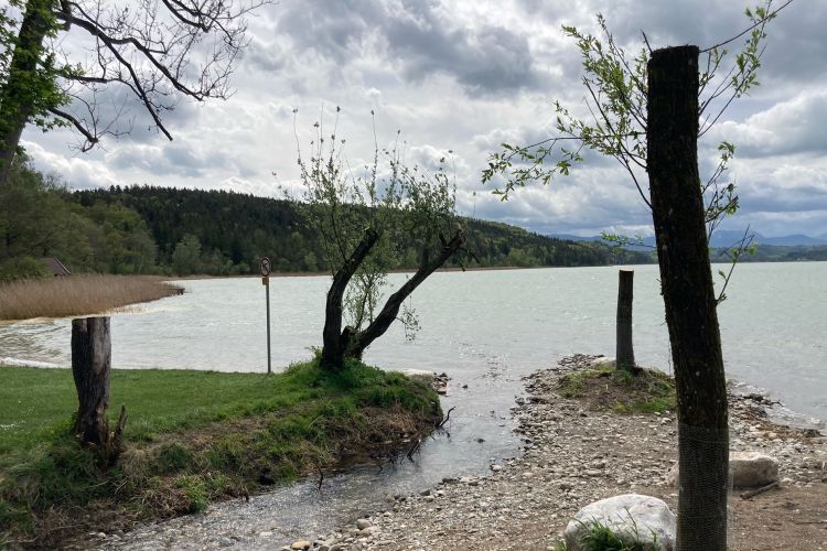 Die Mündung ist freigeräumt. Fisch ekönnen den Tenglinger Bach hinaufschwimmen. Nachher: Die Mündung ist freigeräumt. Fische können den Tenglinger Bach hinaufschwimmen.