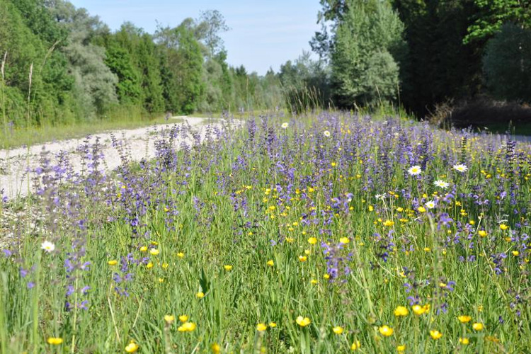 Blumenwiese auf dem Fridolfinger Deich