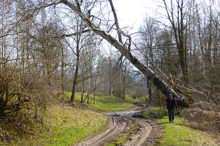 Ein abgestorbener Baum droht auf den Weg zu fallen. Ein abgestorbener Baum droht auf den Weg zu fallen.