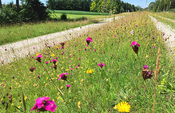 blühende Blumenwiese am Deich