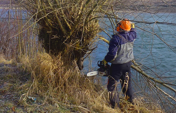 Ein Arbeiter schneidet mit einer Motorsäge am Ufer der Salzach eine Weide zurück.